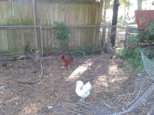 The new girls.  Lucy is the redhead.  Ethel is the recently deceased.  RIP sweet girl.