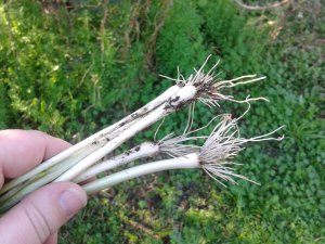 Wild onions found while foraging.  Dirty and stinky and yummy!